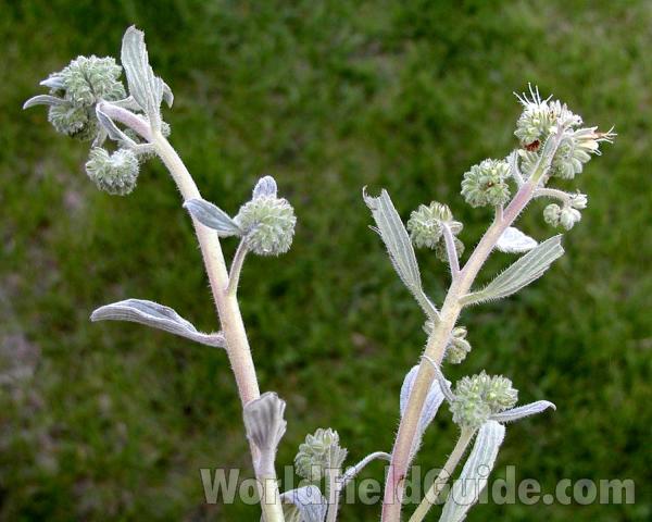Top Of Plant<br>(Location of Picture: Okanogan, Washington, USA)