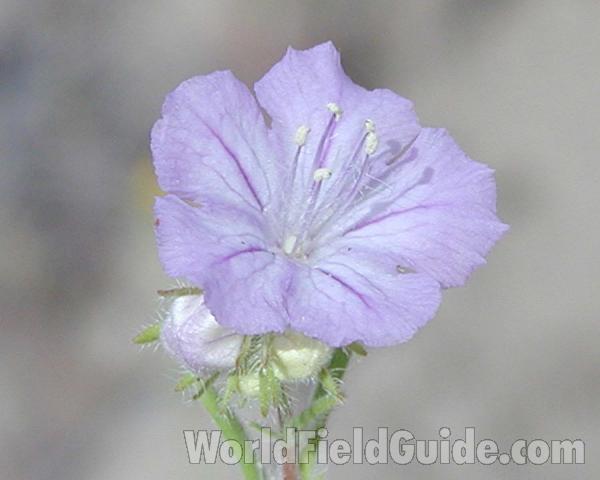 Flower - Second View<br>(Location of Picture: Okanogan, Washington, USA)