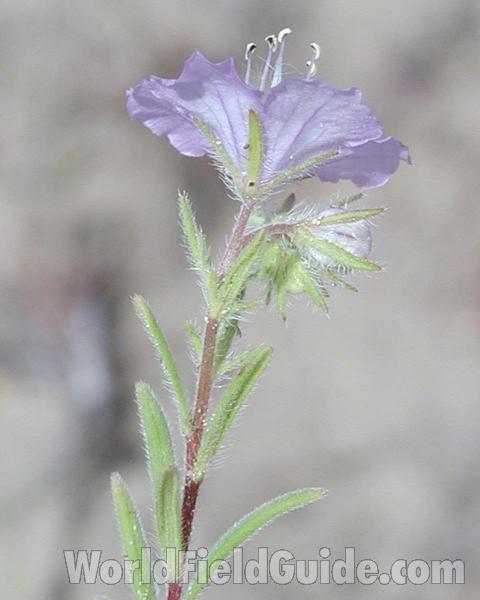 Flower - Side View<br>(Location of Picture: Okanogan, Washington, USA)