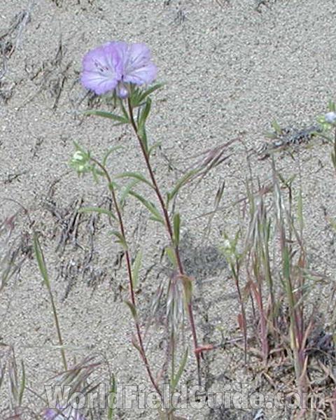 Habitat View<br>(Location of Picture: Okanogan, Washington, USA)