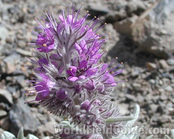 Flowers<br>(Location of Picture: Cascade Mountains, Washington, USA)