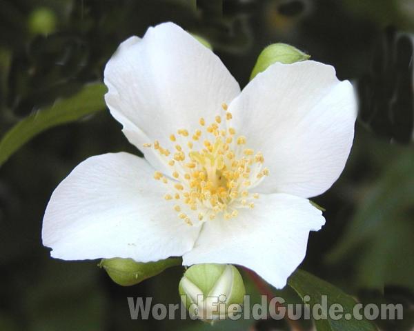 Flower<br>(Location of Picture: Garden, Okanogan, Washington, USA)