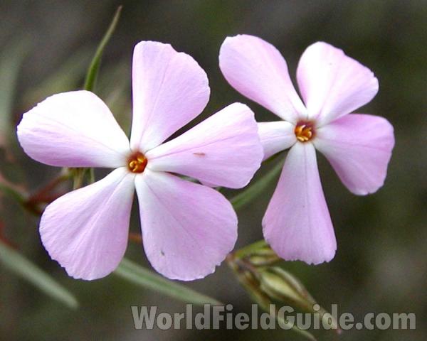 Flowers<br>(Location of Picture: Okanogan, Washington, USA)