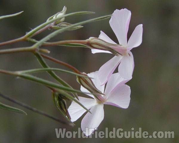Flower - Back View<br>(Location of Picture: Okanogan, Washington, USA)
