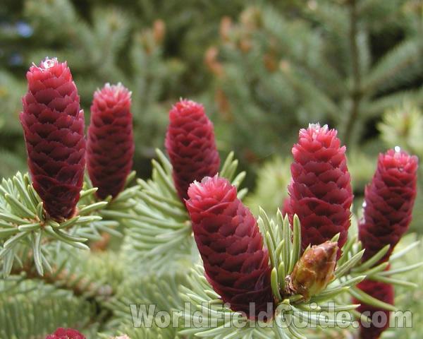 Young Cones<br>(Location of Picture: Okanogan, Washington, USA)