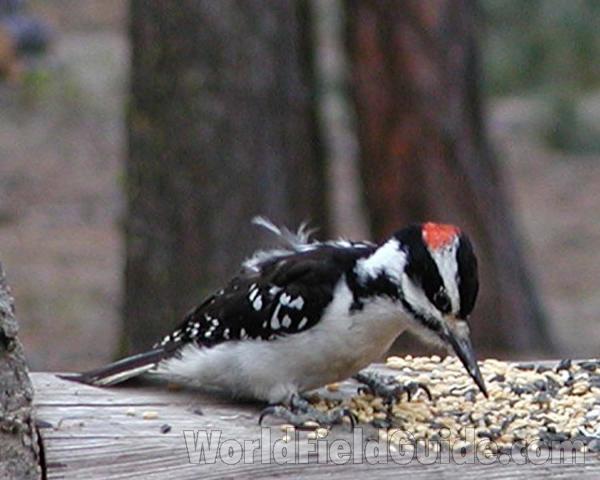 At Feeder<br>(Location of Picture: Conconully, Washington, USA)