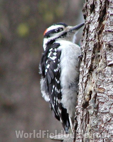 On Tree<br>(Location of Picture: Conconully, Washington, USA)