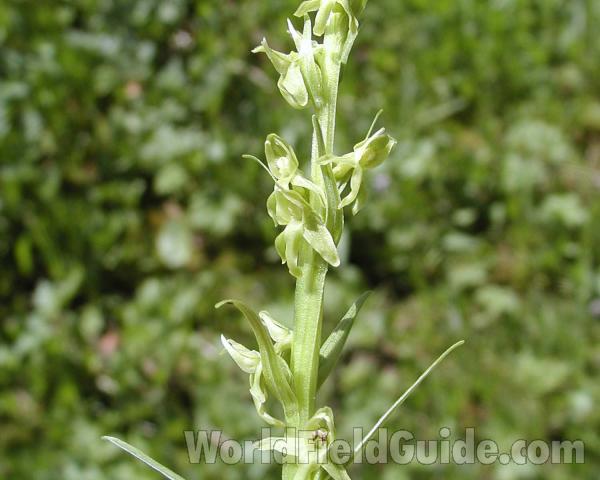 Flower Raceme<br>(Location of Picture: Cascade Mountains, Washington, USA)