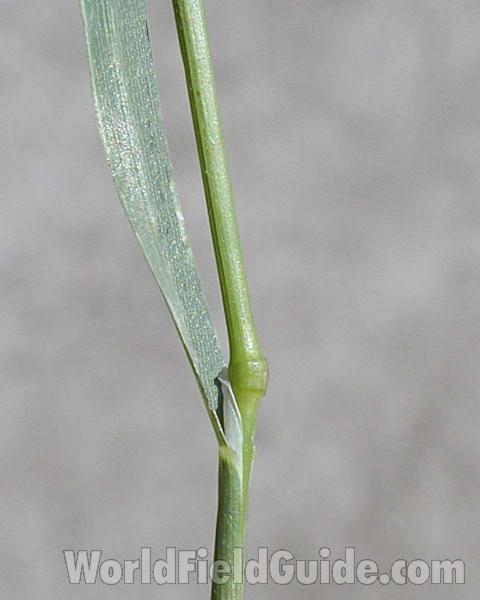 Sheath<br>(Location of Picture: Washington, USA)