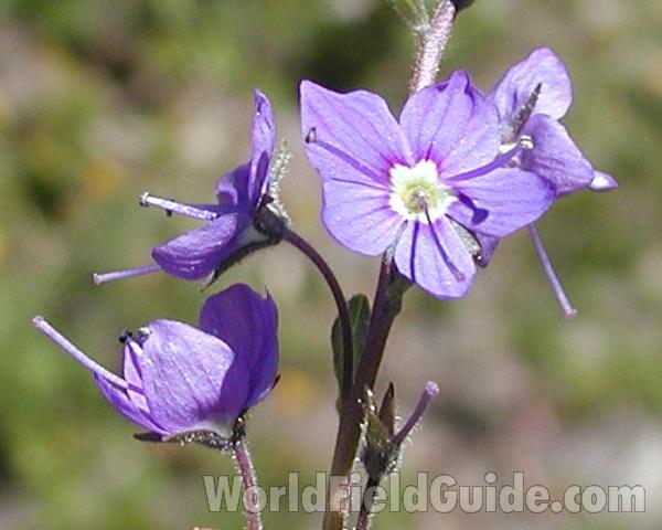 Flower - Front View<br>(Location of Picture: Cascade Mountains, Washington, USA)