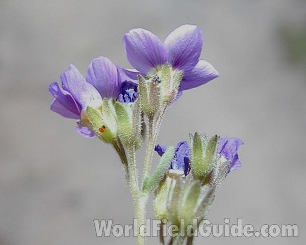 Flowers - Side View<br>(Location of Picture: Cascade Mountains, Washington, USA)