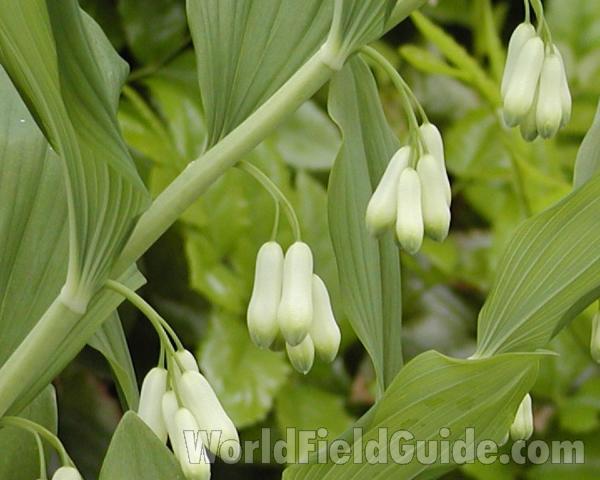 Flowers<br>(Location of Picture: Manito Garden, Washington, USA)