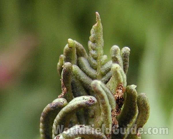 Frond - Close View<br>(Location of Picture: Garden, Okanogan, Washington, USA)