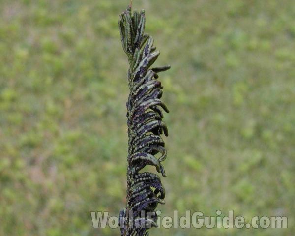 Fronds - Side View<br>(Location of Picture: Garden, Okanogan, Washington, USA)