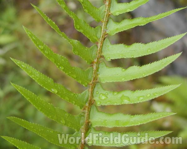 Frond - Close View<br>(Location of Picture: Cascade Mountains, Washington, USA)