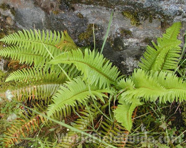 Habitat<br>(Location of Picture: Cascade Mountains, Washington, USA)