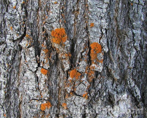 Bark<br>(Location of Picture: Okanogan, Washington, USA)