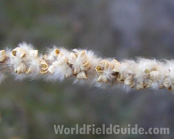 Seed Pod<br>(Location of Picture: Okanogan, Washington, USA)