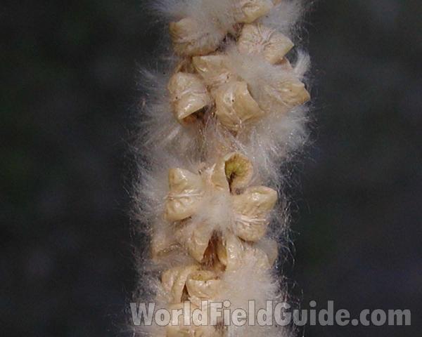 Seed Pod - Close View<br>(Location of Picture: Okanogan, Washington, USA)