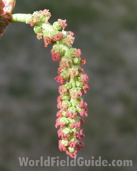 Catkin<br>(Location of Picture: Washington, USA)
