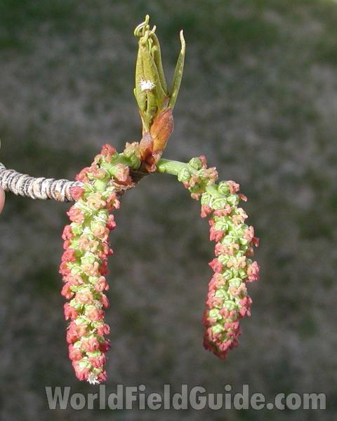 Catkin and Leaves<br>(Location of Picture: Washington, USA)