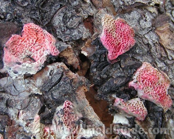 <br>(Location of Picture: Conconully, Washignton, USA)