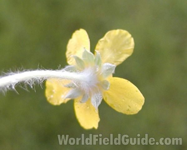 Flower - Back View<br>(Location of Picture: Okanogan, Washington, USA, 2003)