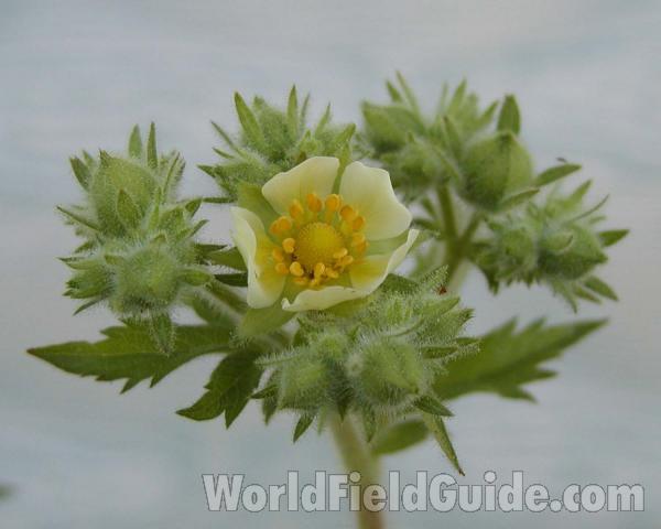 Top Of Plants<br>(Location of Picture: Okanogan, Washington, USA)