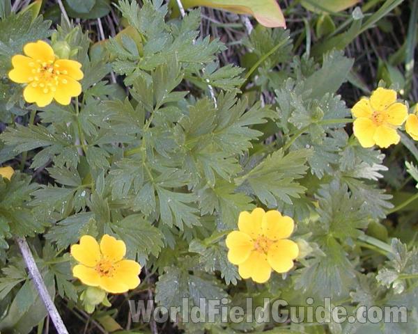 Flowers and Leaves<br>(Location of Picture: Cascade Moutnains, Washington, USA)