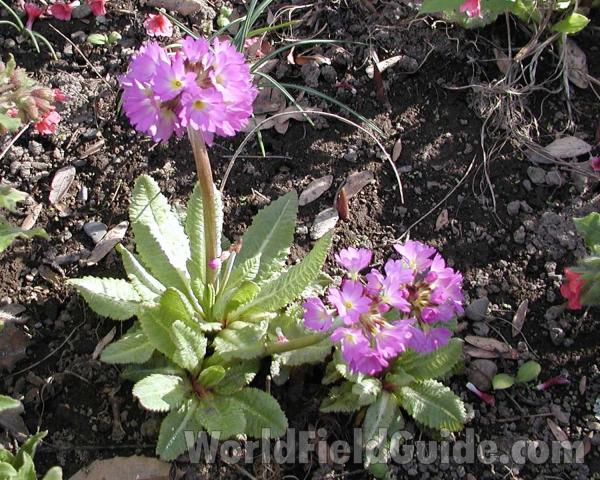 Silhouette<br>(Location of Picture: Manito Gardens, Washington, USA)