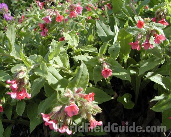 Purple Flowers<br>(Location of Picture: Manito Garden, Washington, USA, '03)