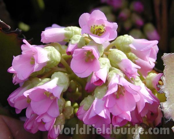 Purple Flowers<br>(Location of Picture: Manito Garden, Washington, USA, '03)