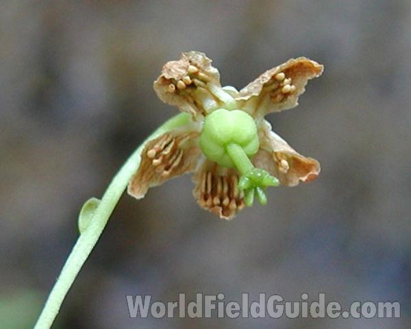 Past Bloom<br>(Location of Picture: Loup Loup, Washington, USA)