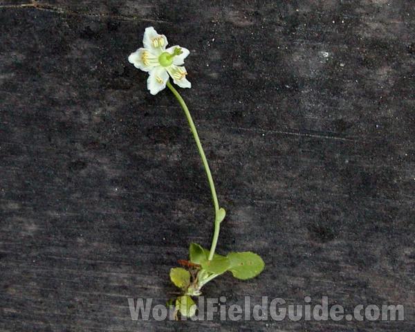 Top Of Plant<br>(Location of Picture: Loup Loup, Washington, USA)