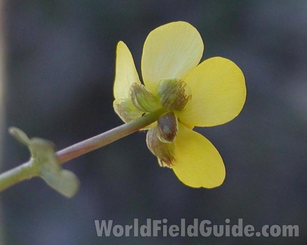 Flower - Back View<br>(Location of Picture: Okanogan, Washington, USA)