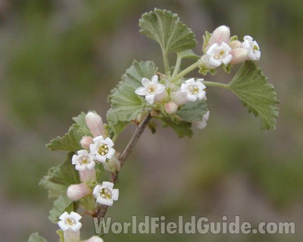 Flowers and Leaves<br>(Location of Picture: Conconully, Washington, USA)