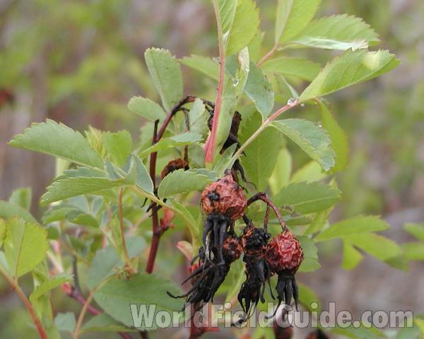 Rose Hips<br>(Location of Picture: Okanogan, Washington, USA)
