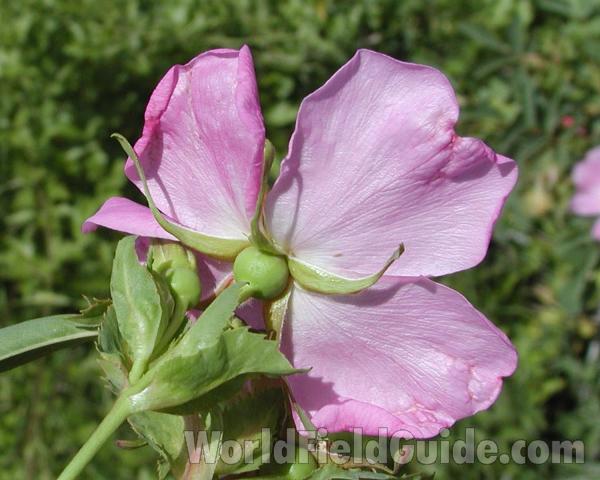 Flower - Back View<br>(Location of Picture: Okanogan, Washington, USA)
