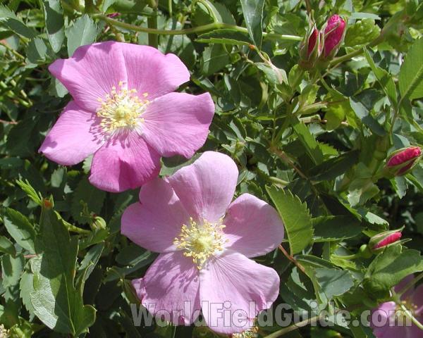 Flowers<br>(Location of Picture: Okanogan, Washington, USA)