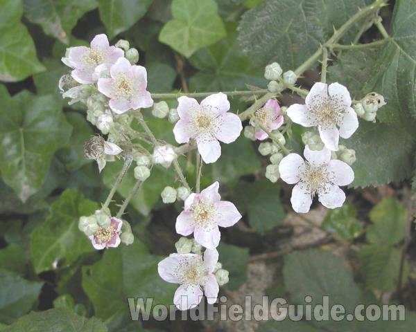 Flowers and Stem<br>(Location of Picture: Cascade Mountains, Washington, USA)