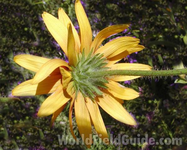 Flower - Back View<br>(Location of Picture: Garden, Okanogan, Washington, USA)