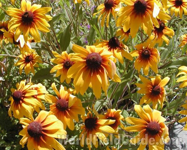 Flowers<br>(Location of Picture: Garden, Okanogan, Washington, USA)
