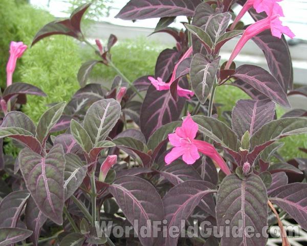 Top Of Plant<br>(Location of Picture: Manito Garden, Washington, USA)