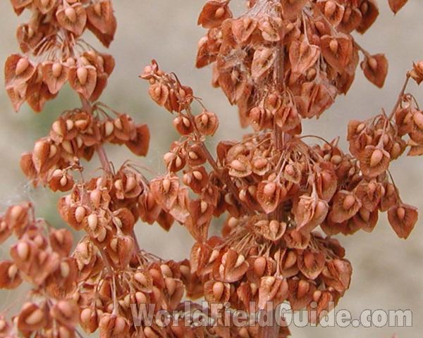 Seeds<br>(Location of Picture: Okanogan, Washington, USA)