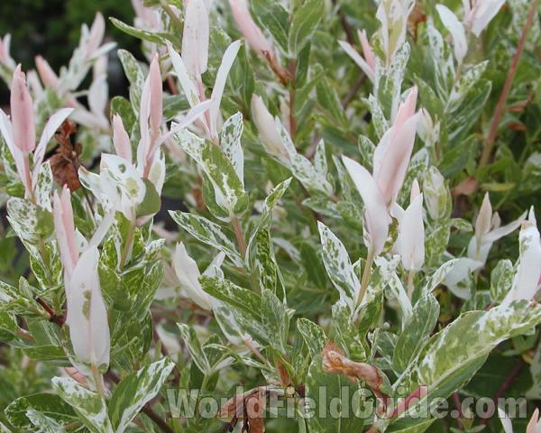 Leaves<br>(Location of Picture: Garden, Okanogan, Washington, USA)