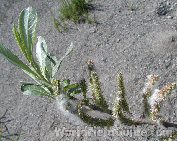 Catkins and Leaves<br>(Location of Picture: Cascade Mountains, Washington, USA)