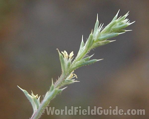 Top Of Plant<br>(Location of Picture: Okanogan, Washington, USA)