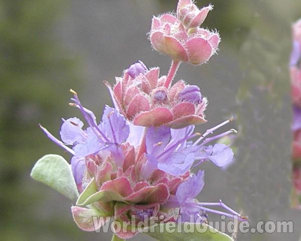 Top Of Plant<br>(Location of Picture: Okanogan, Washington, USA)