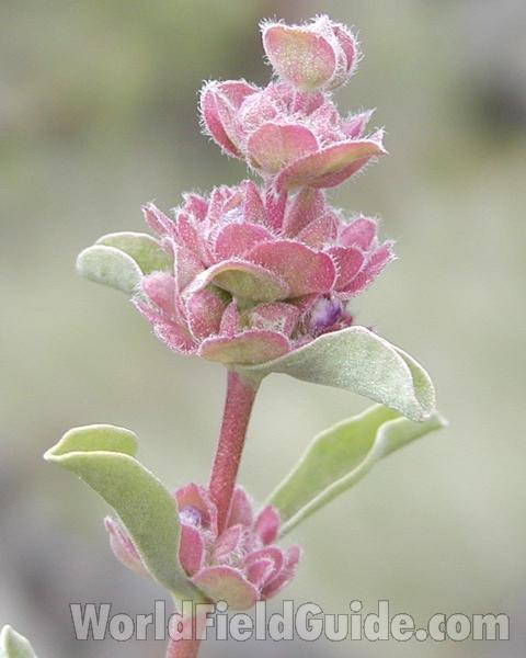 Top Of Plant<br>(Location of Picture: Okanogan, Washington, USA)