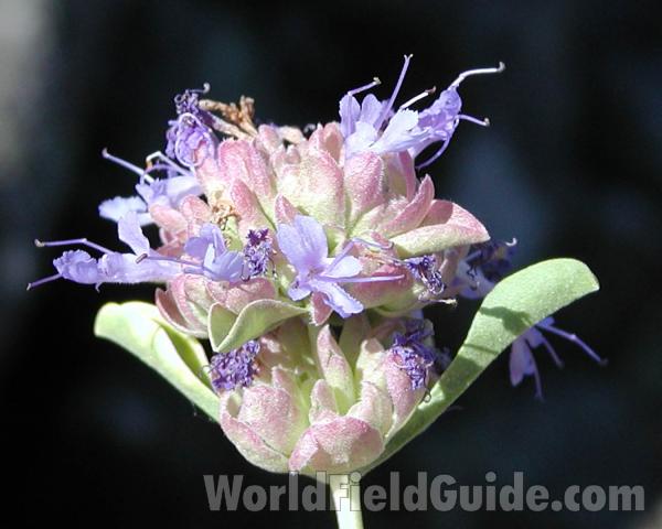 Top Of Plant With Flowers<br>(Location of Picture: Coulee Dam, Washington, USA)